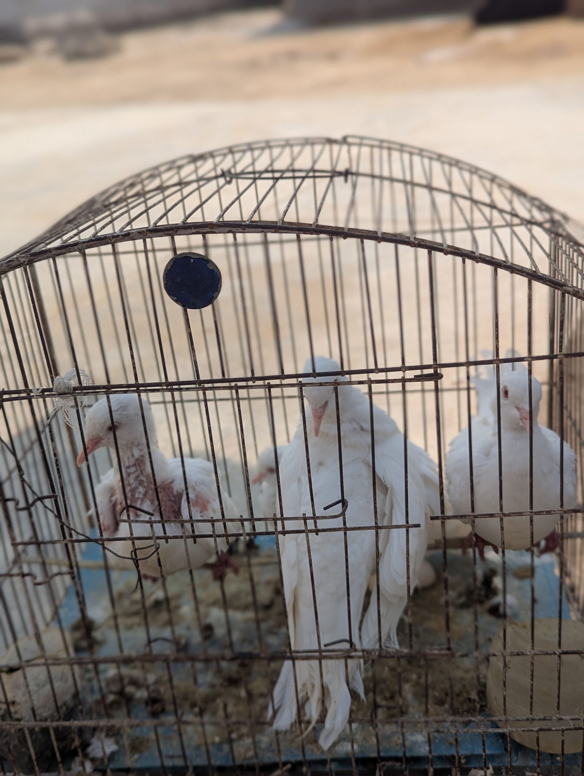 Ducks breeder pair king Breeder pair for sale
