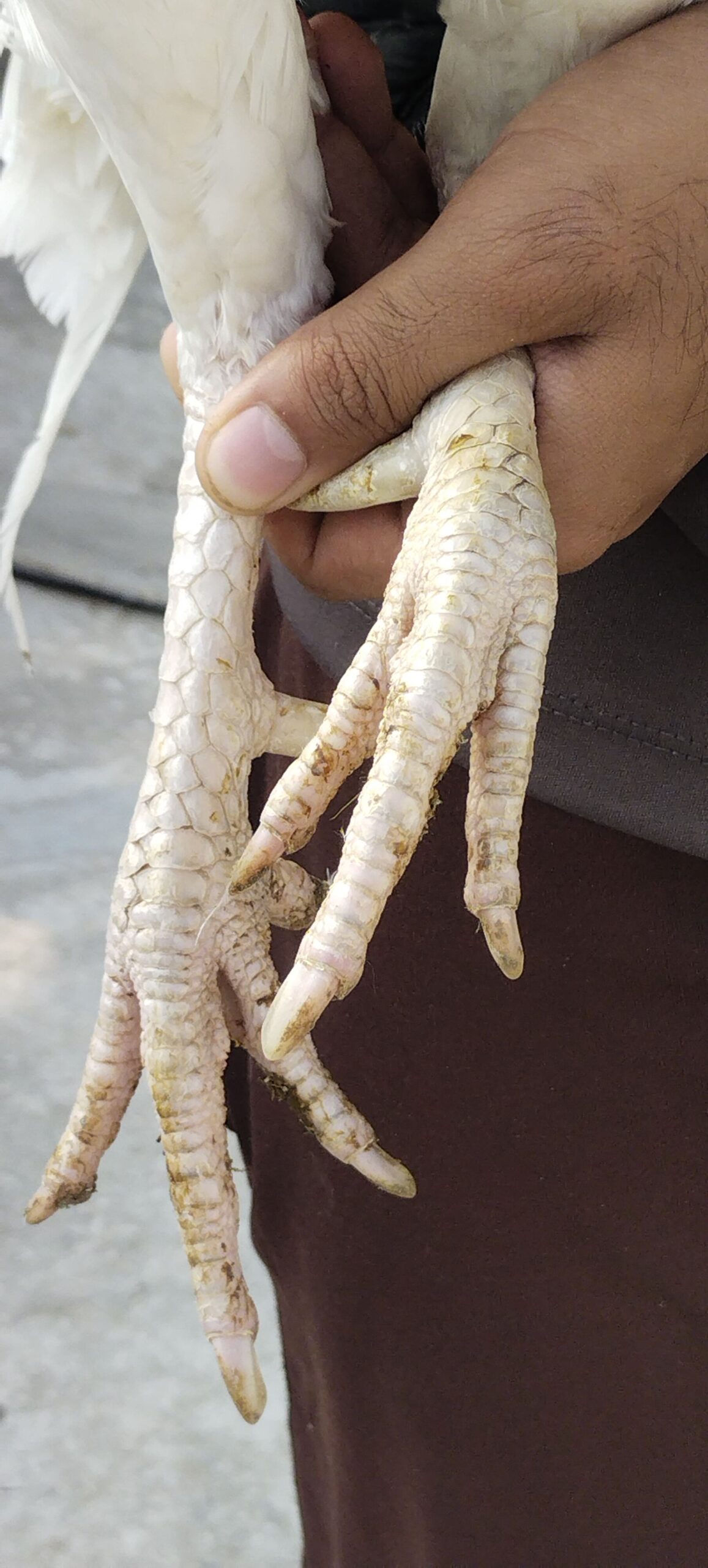 White heera for sale