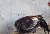 SALEETA ASEEL BREEDER PAIR