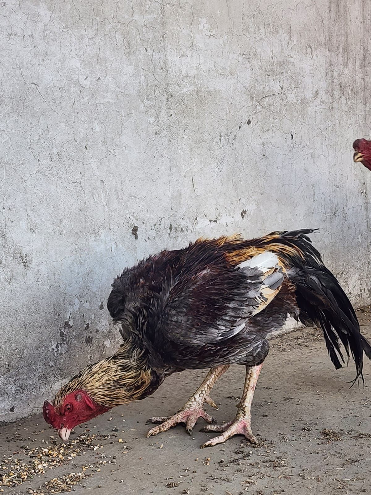 SALEETA ASEEL BREEDER PAIR