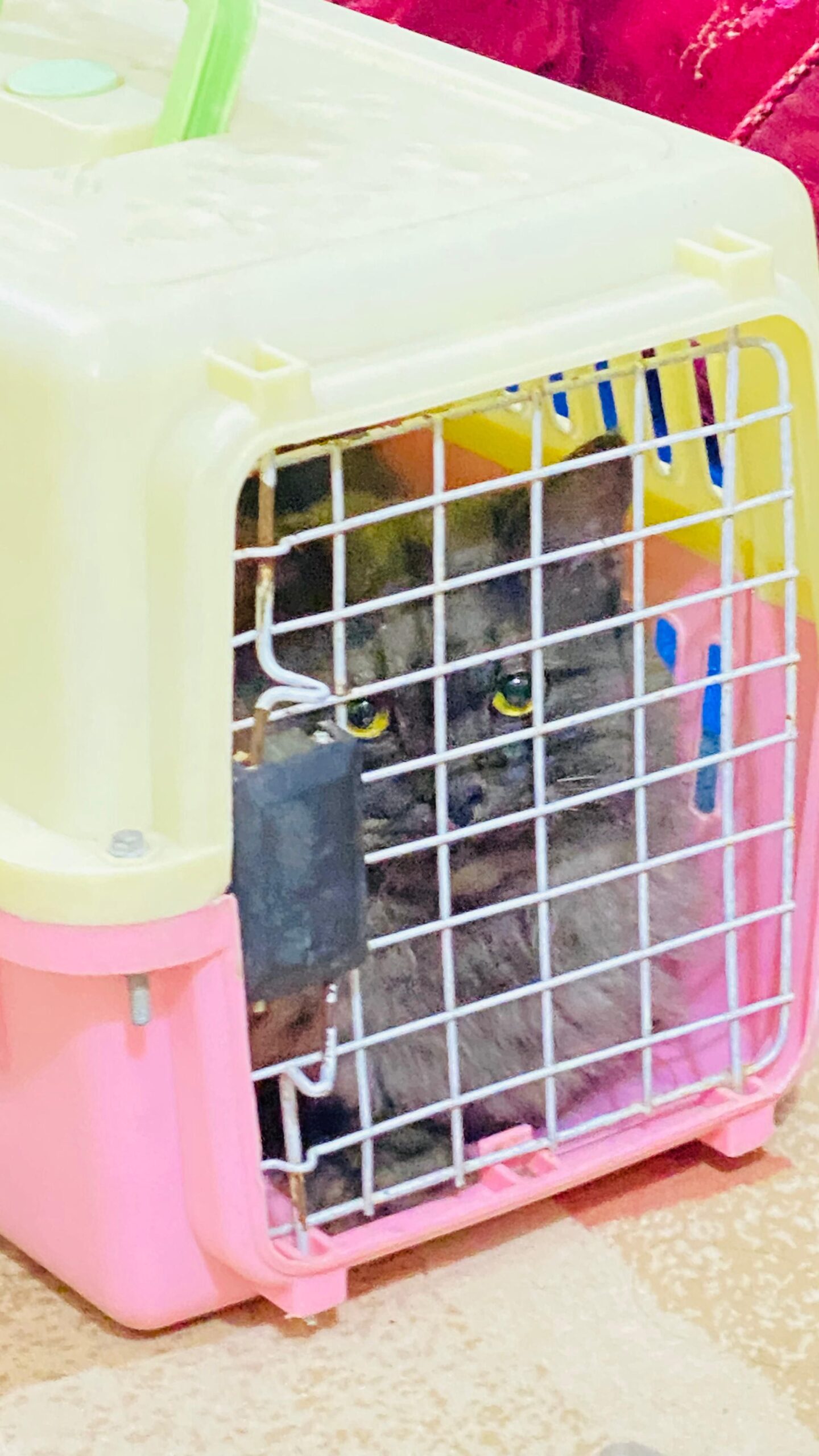 Persian Male triple code for sale