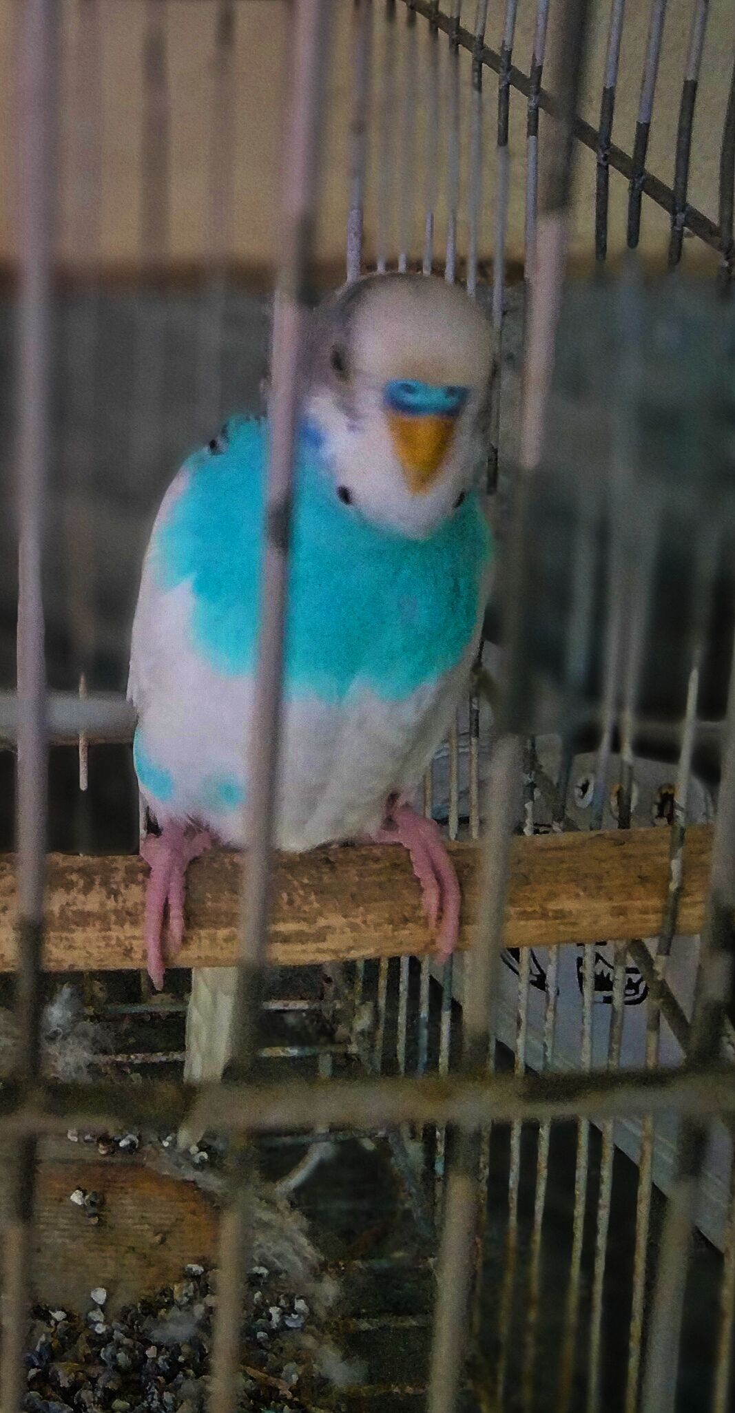 خوبصورت صحت مند جوڑابرائے فروخت