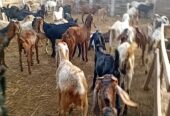 Goats qurbani k Janwarr for sale