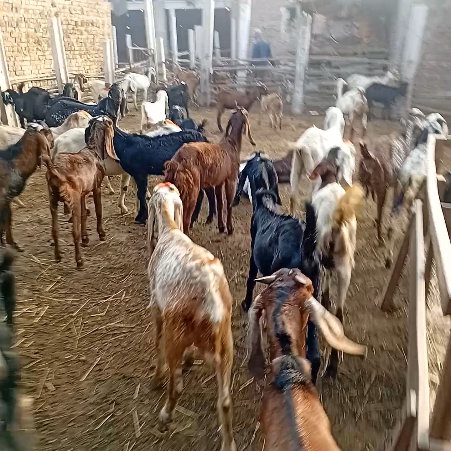 Goats qurbani k Janwarr for sale