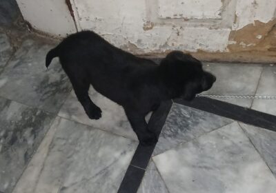 27d6d08c-b07d-4b12-982e-91537f8d32fb