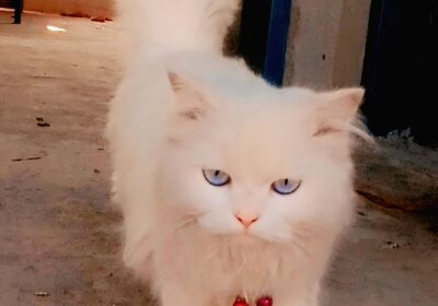 28740eea-d174-4eb3-85c6-e4c6620cf610