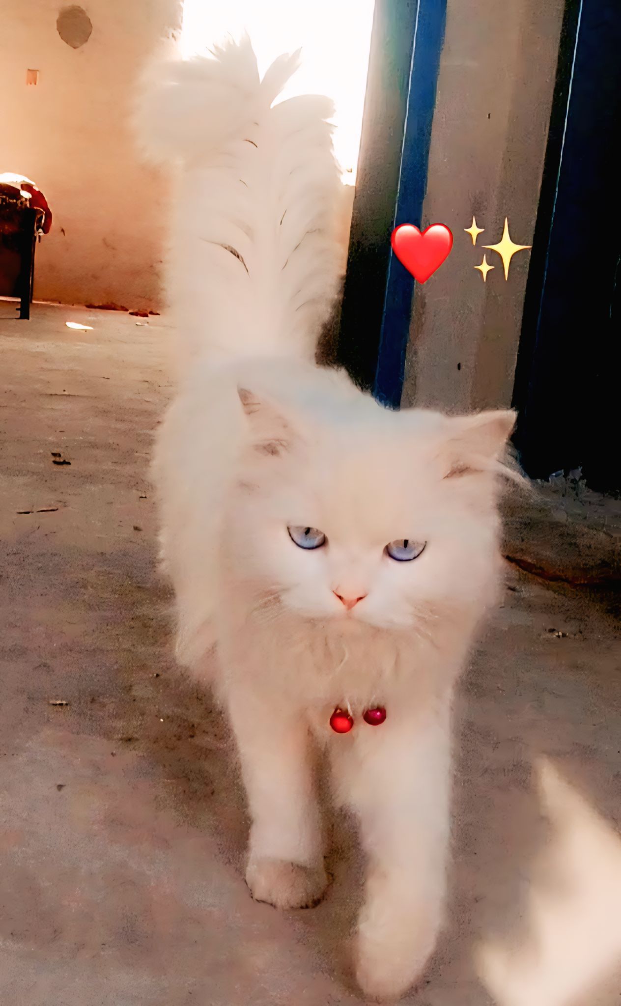 Paragnat cat for sale