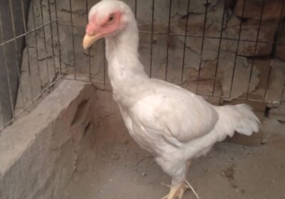 2a062251-3a4e-4223-a41f-afd7f1e3780d-3