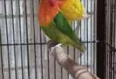 All setup love birds, cocktail & jawa finch with cages for sale