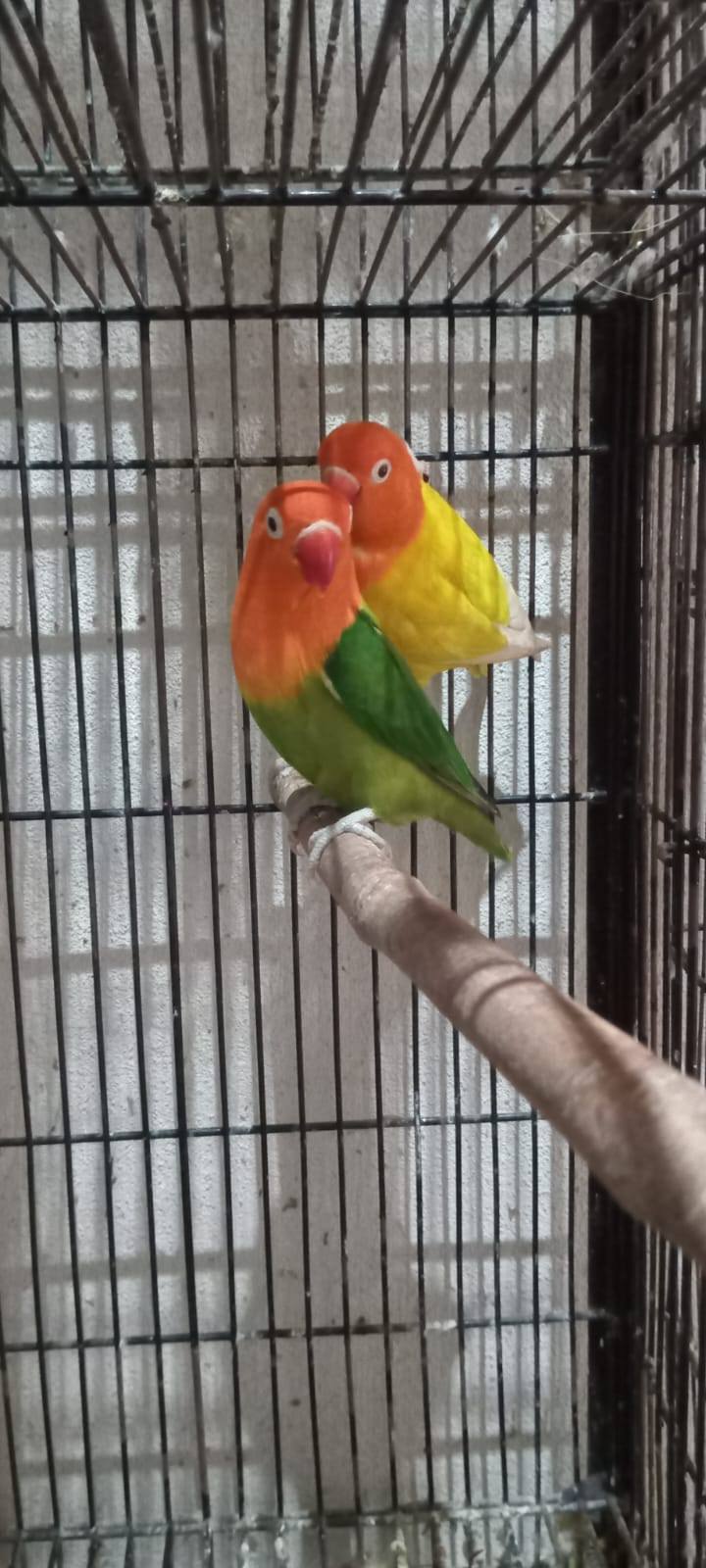 All setup love birds, cocktail & jawa finch with cages for sale