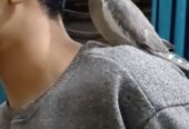 Friendly hand tamed cockatiel parrot available