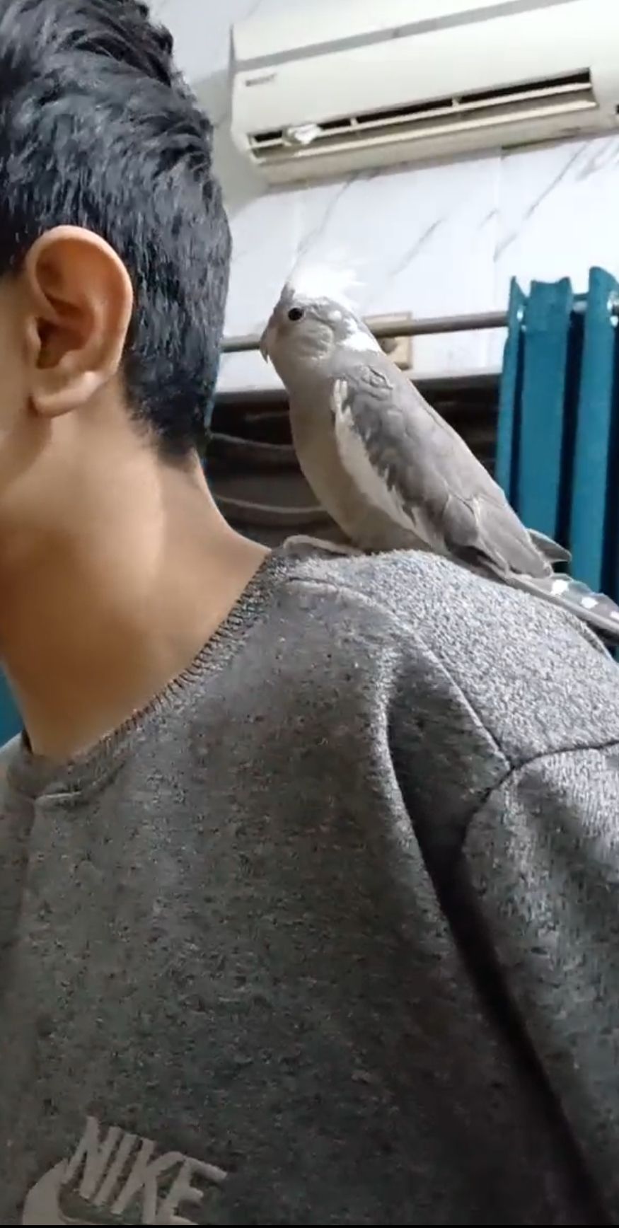 Friendly hand tamed cockatiel parrot available