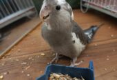 Friendly hand tamed cockatiel parrot available
