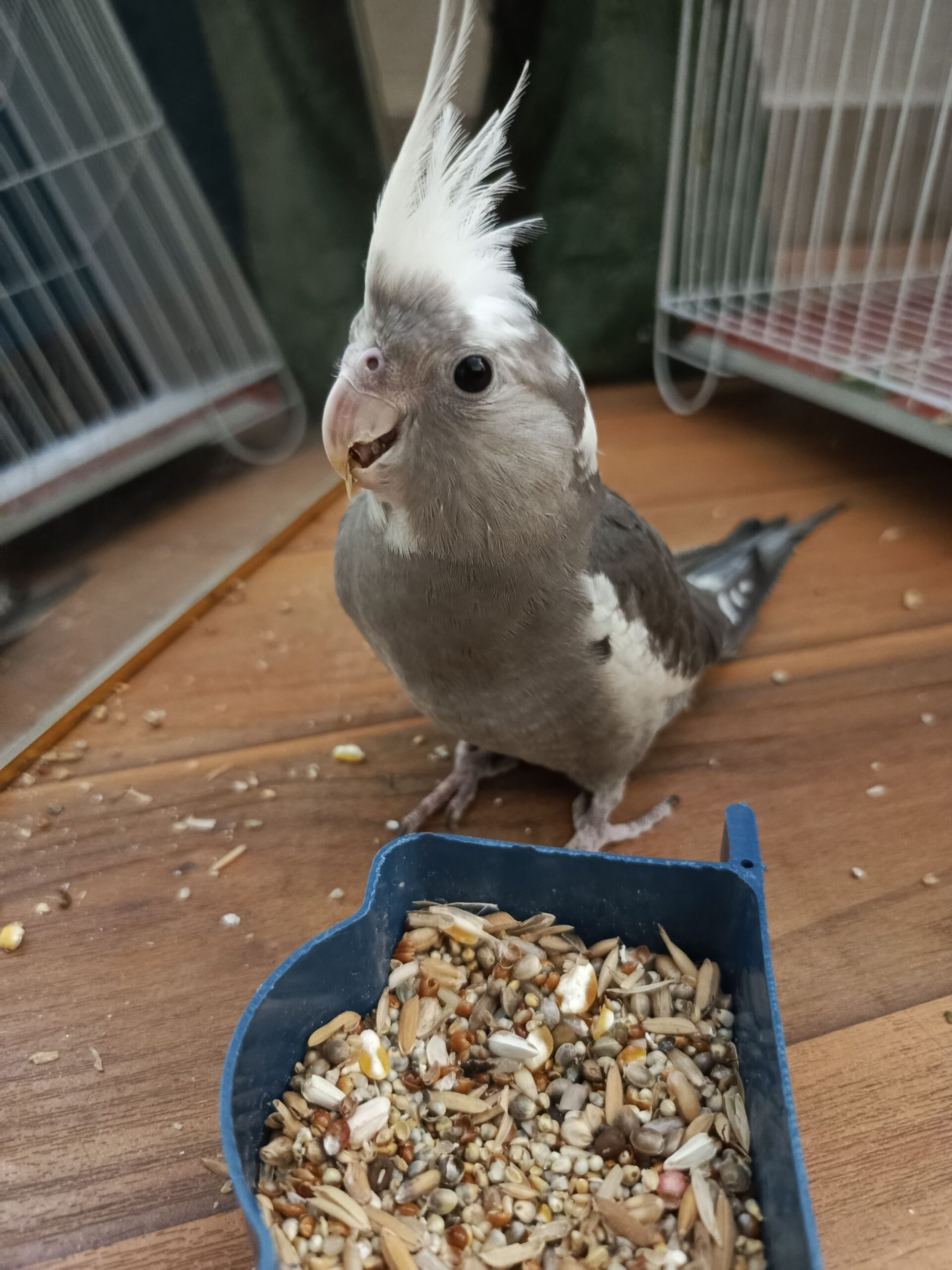 Friendly hand tamed cockatiel parrot available