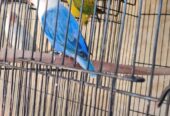 Top Quality Love Birds