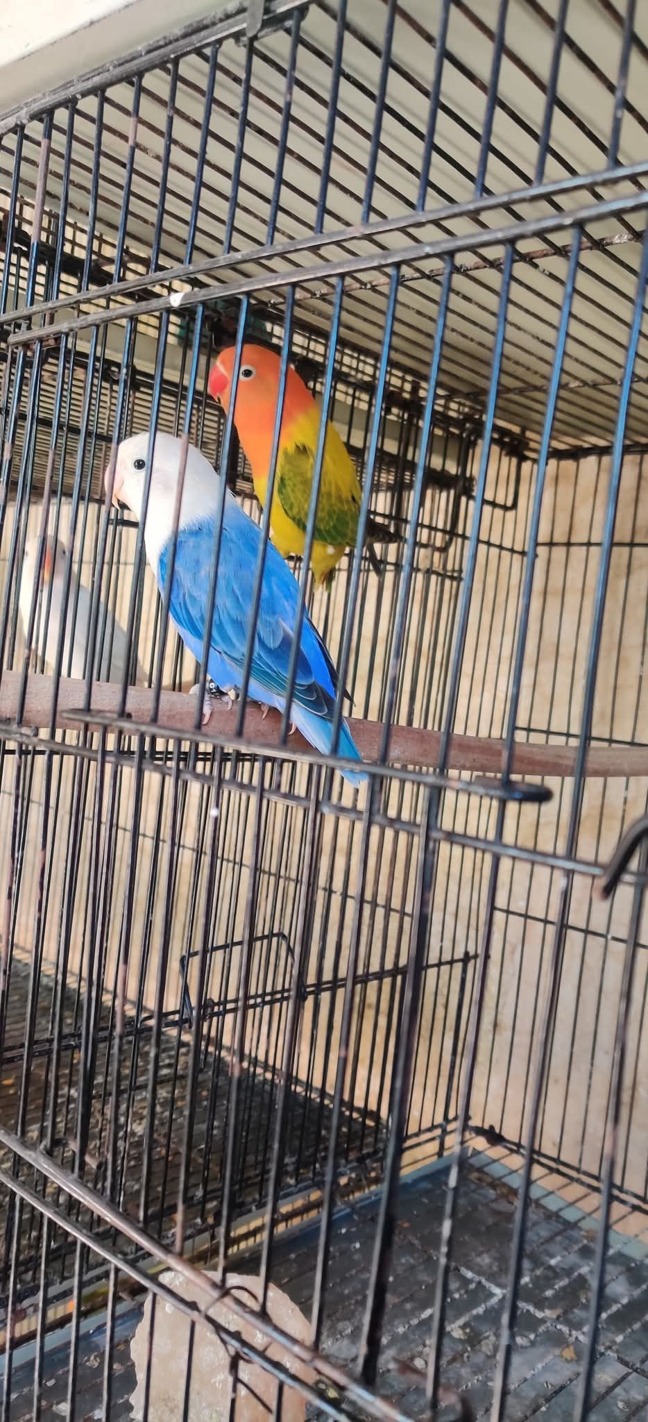 Top Quality Love Birds