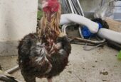 SALEETA ASEEL BREEDER PAIR