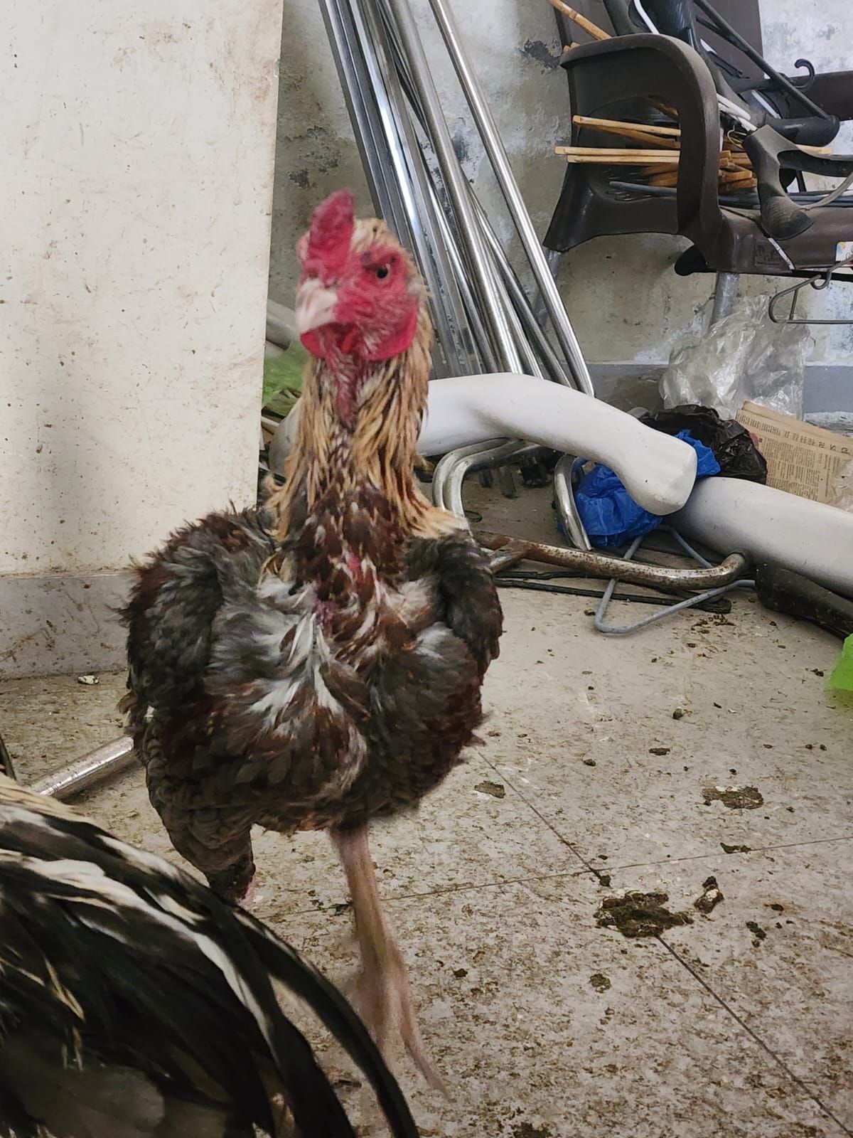 SALEETA ASEEL BREEDER PAIR