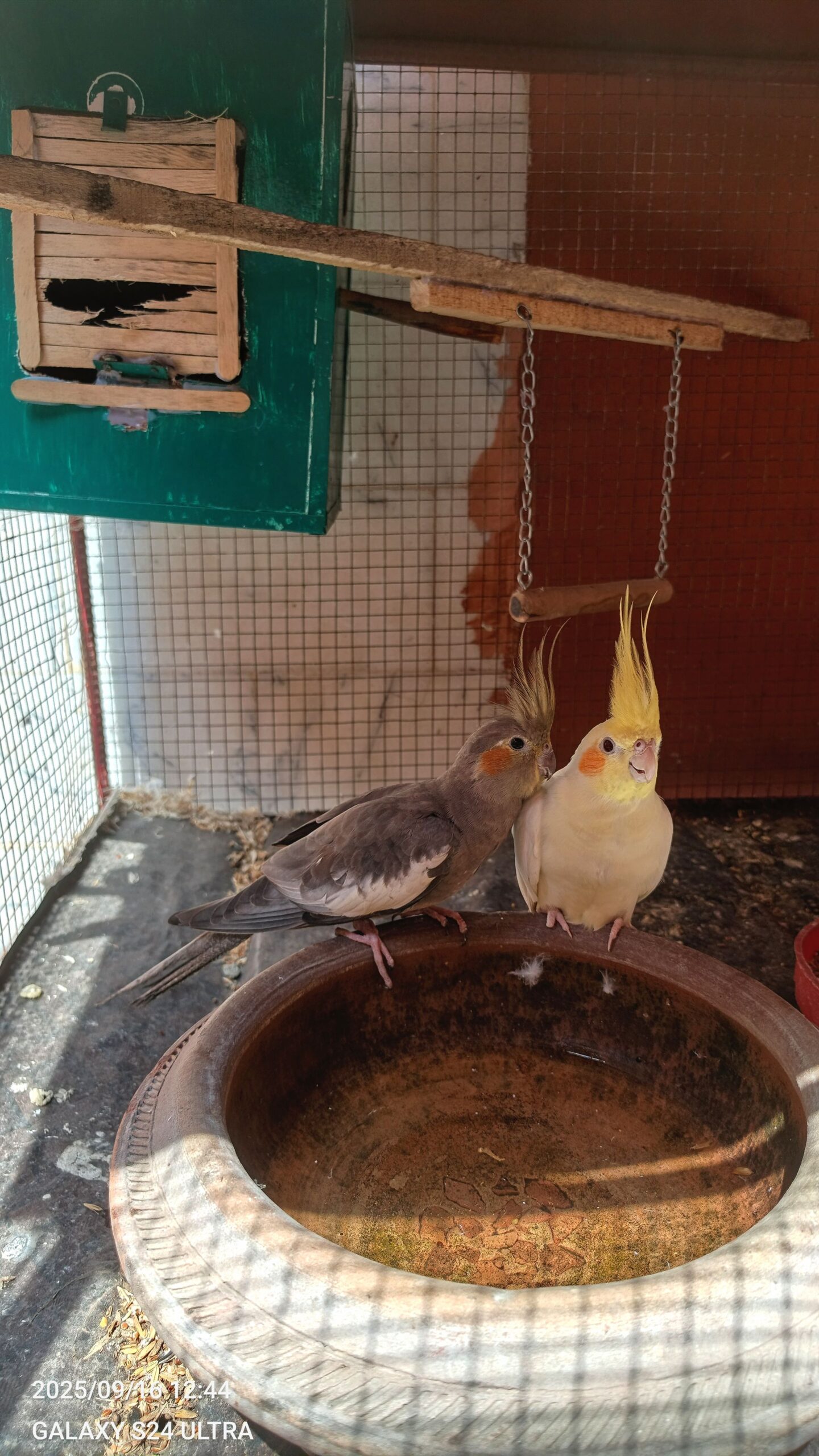 Coctail Breeder pair adult for sale