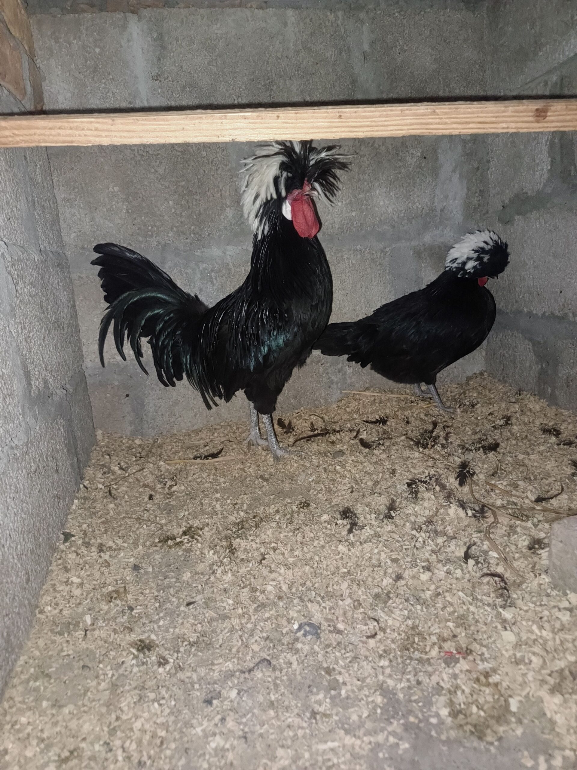 Black polish pair aur 2 aseel pathy