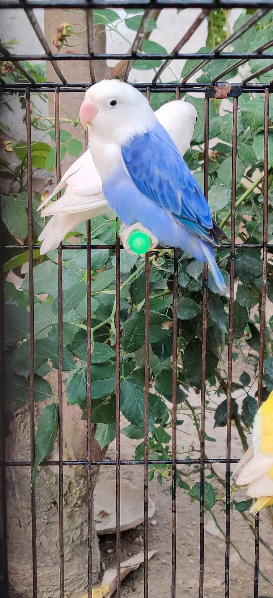 Top Quality Love Birds