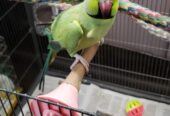 Parrot for sell