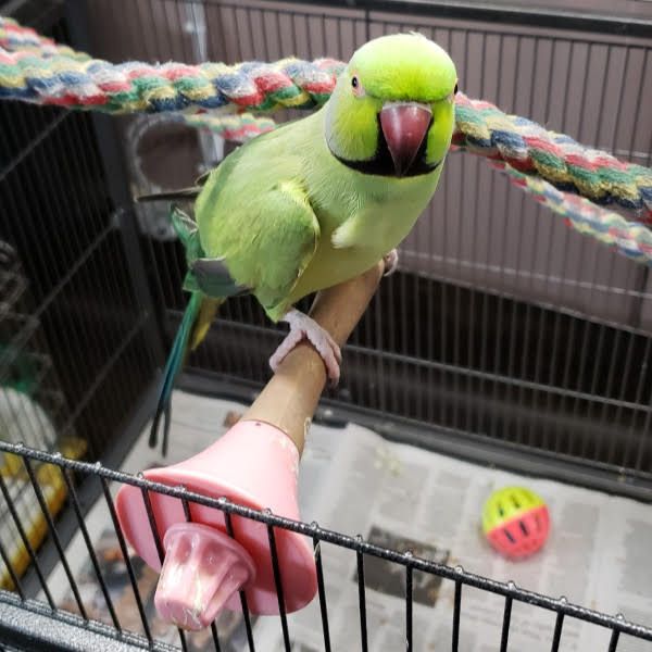 Parrot for sell