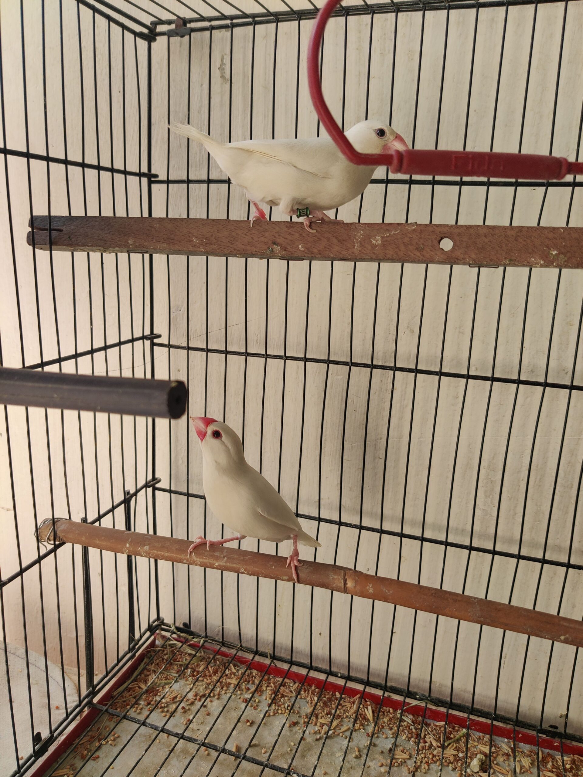 White java pair for sell with eggs
