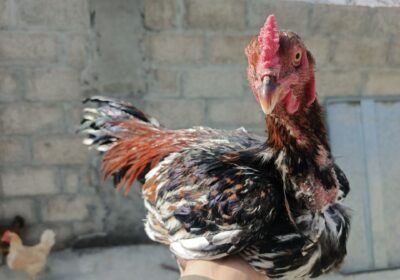 4754fd26-9ed6-4300-9f2f-c8a432b7f79c