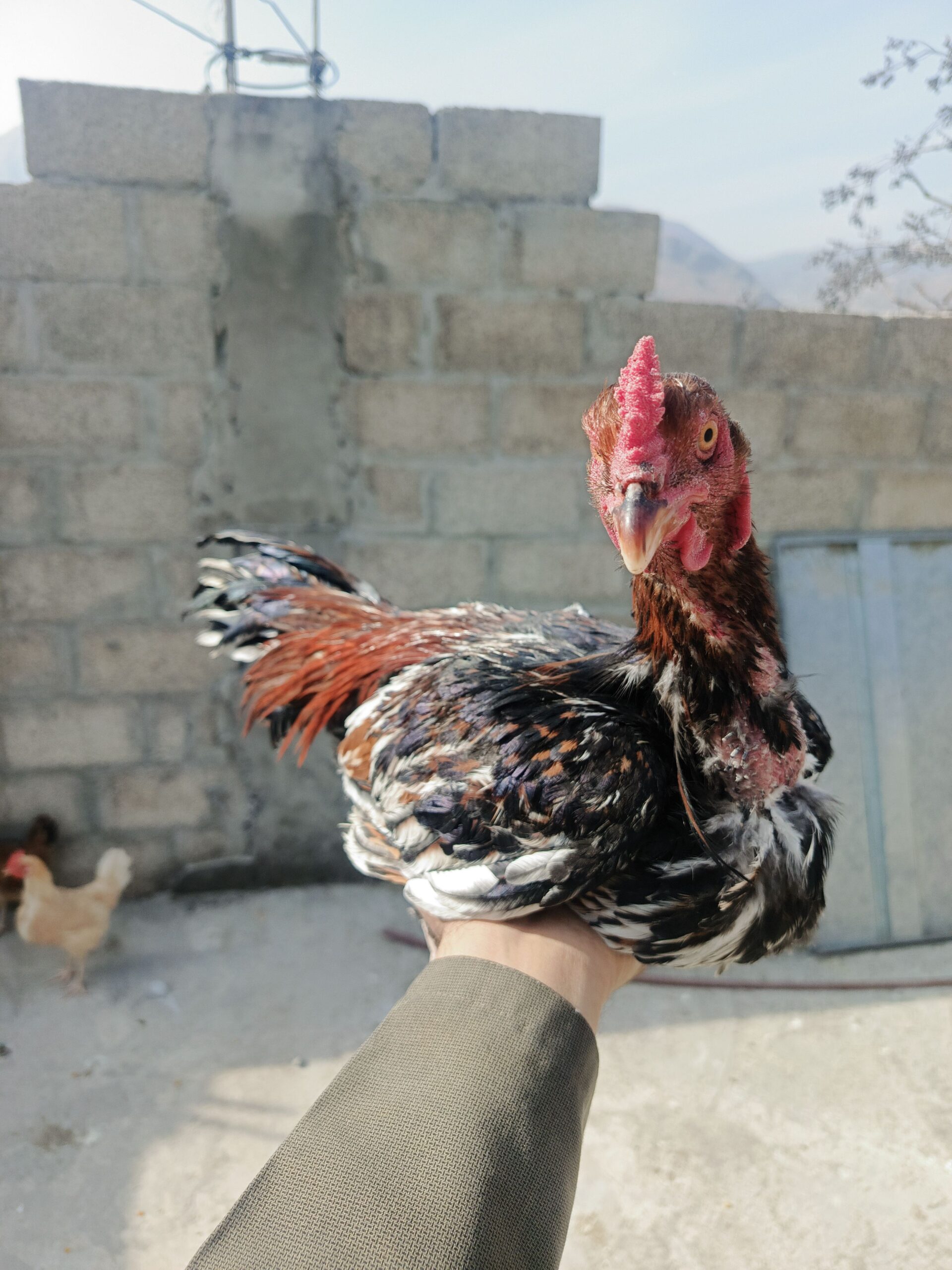 Black polish pair aur 2 aseel pathy