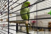 Parrot for sell