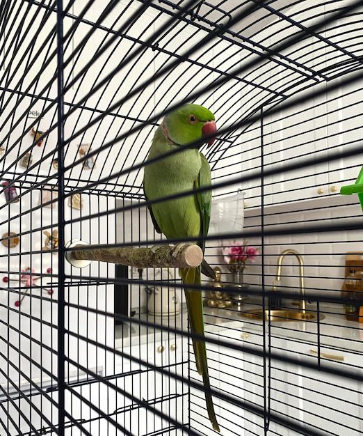 Parrot for sell