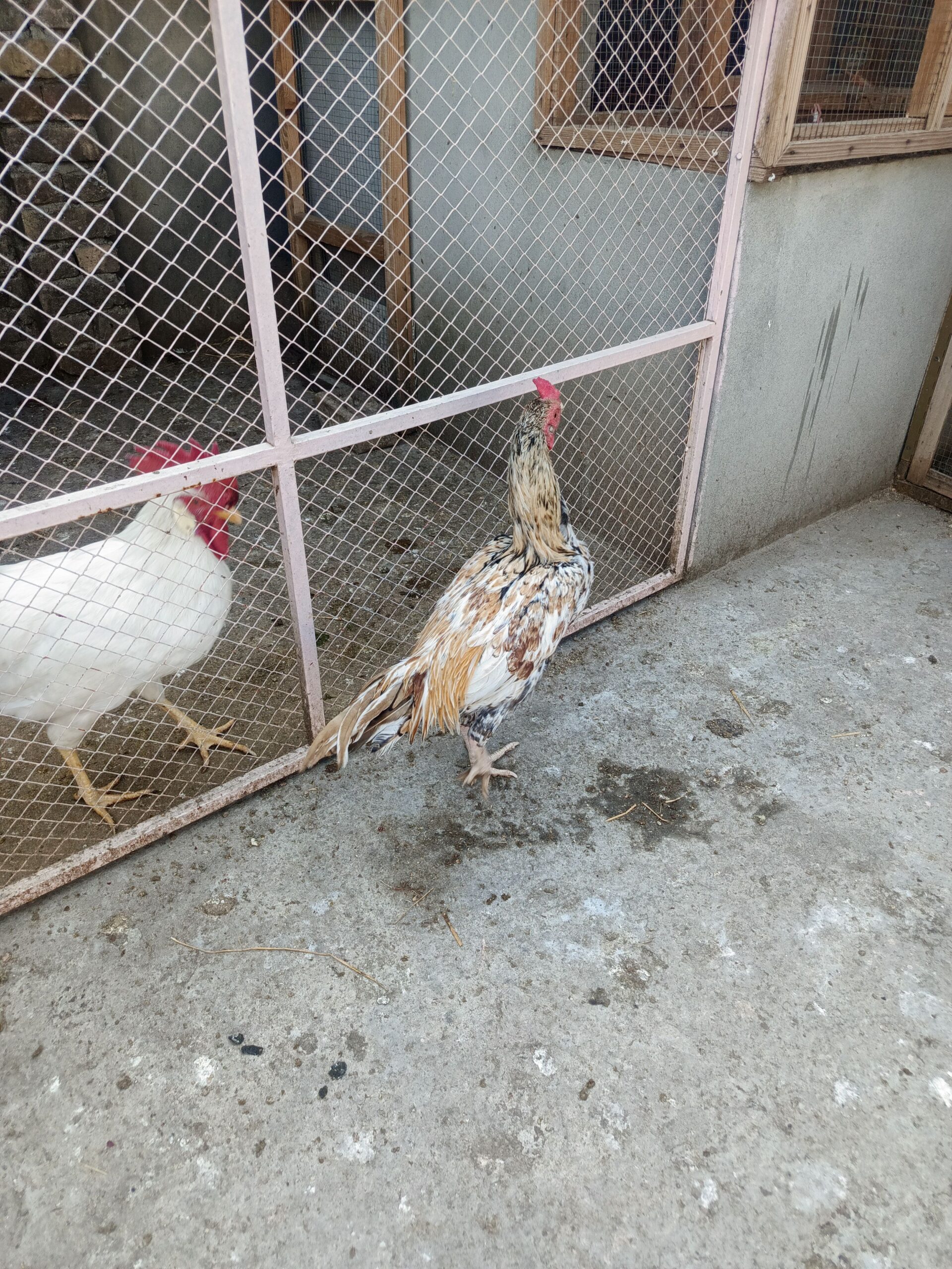 Black polish pair aur 2 aseel pathy