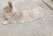 Gaint angora female with babies
