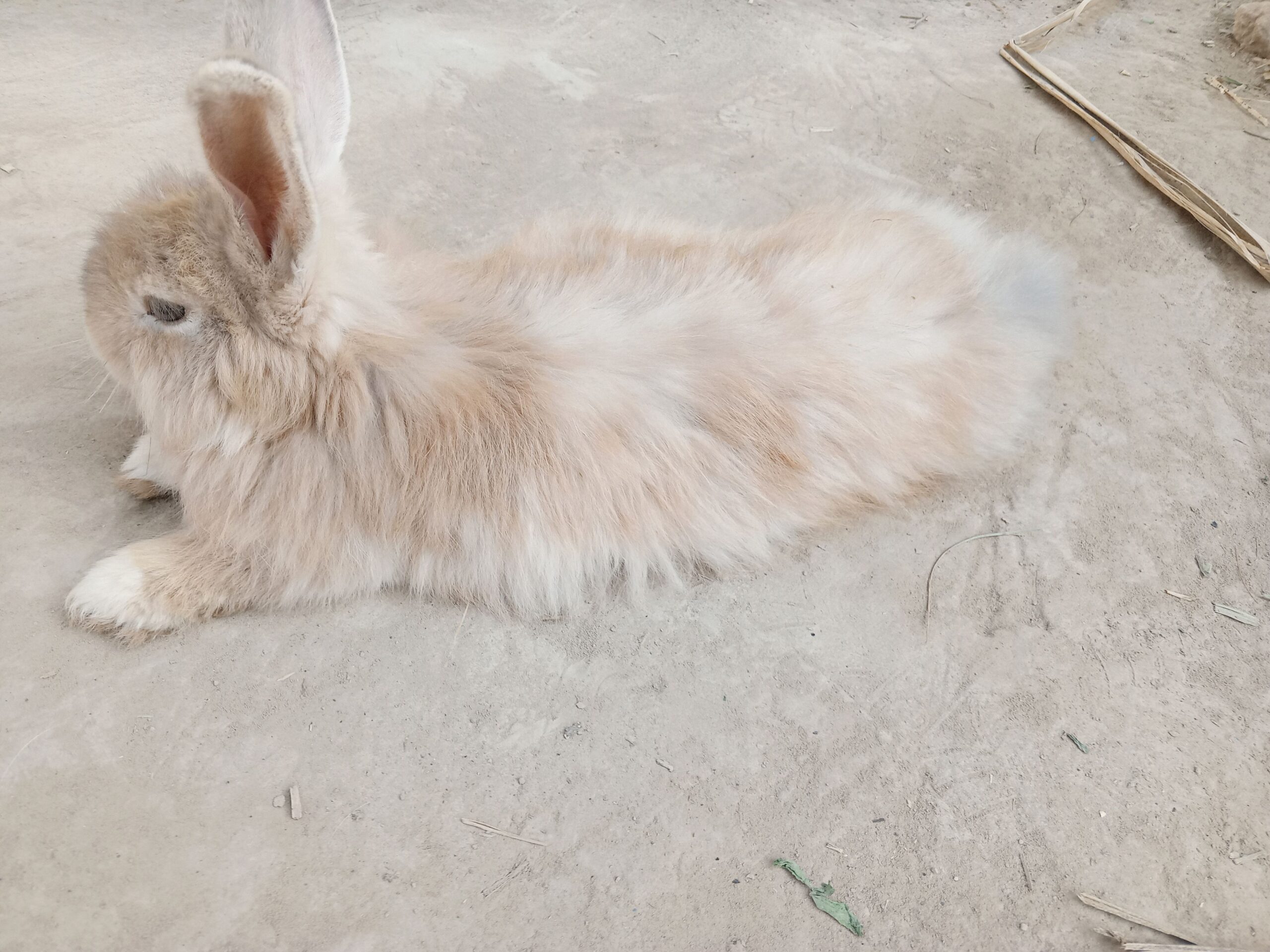 Gaint angora female with babies