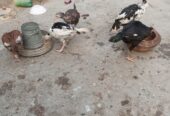 Aseel Chicks for sale