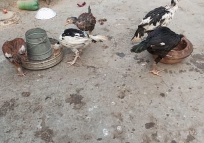 63fa953e-ca74-4b68-81f7-9390fef0a167