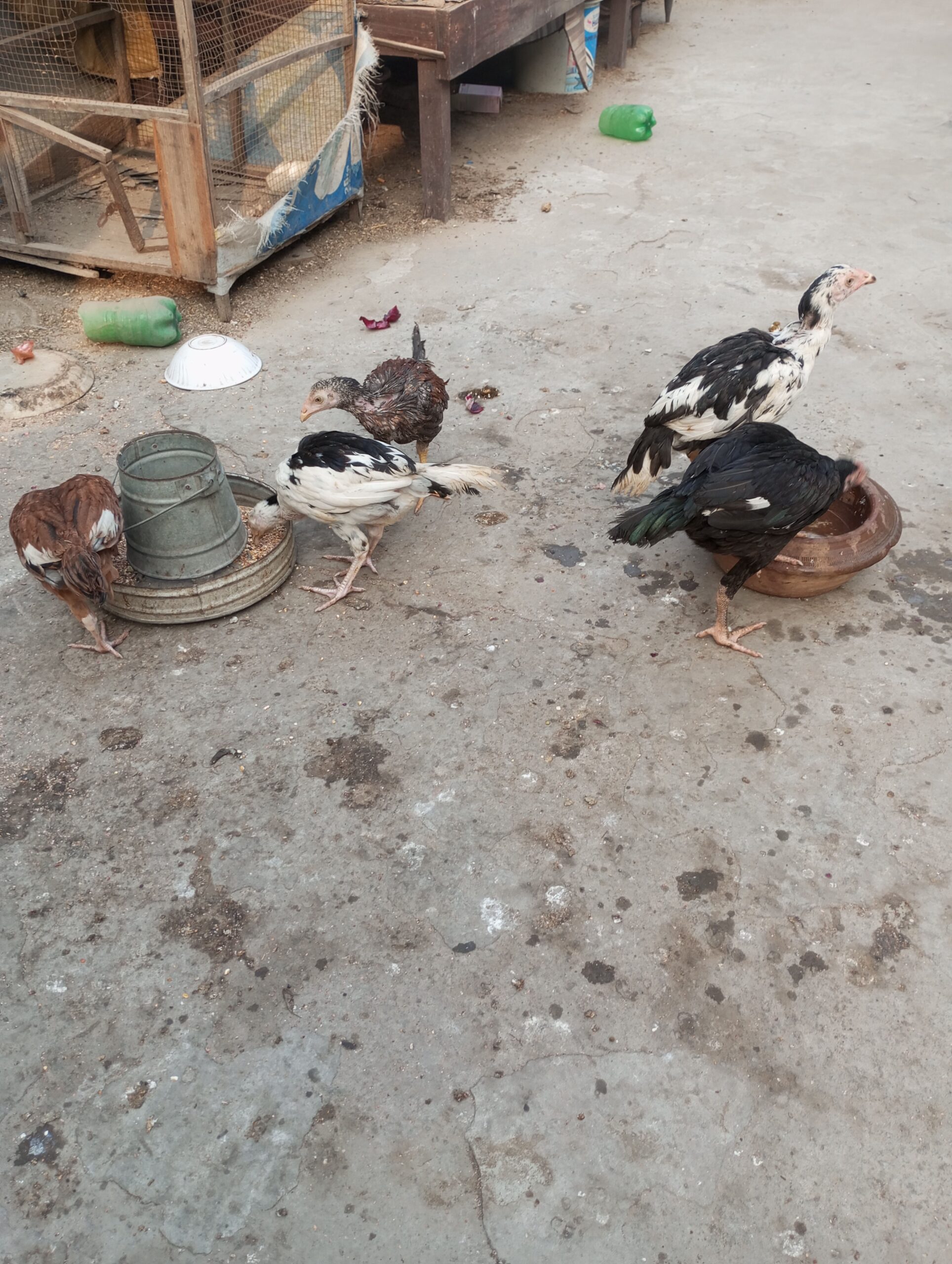 Aseel Chicks for sale