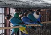 Breeder Lovebirds