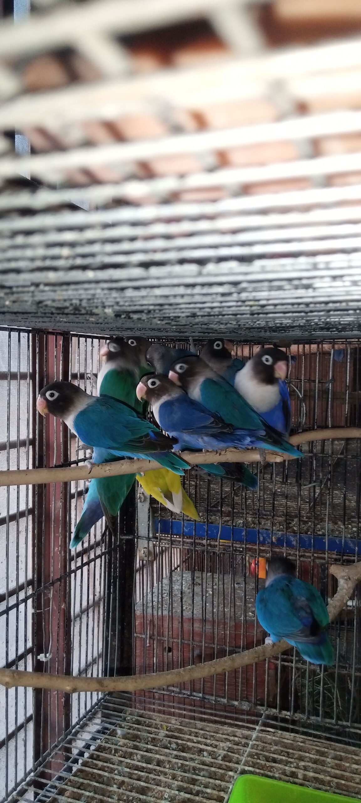 Breeder Lovebirds