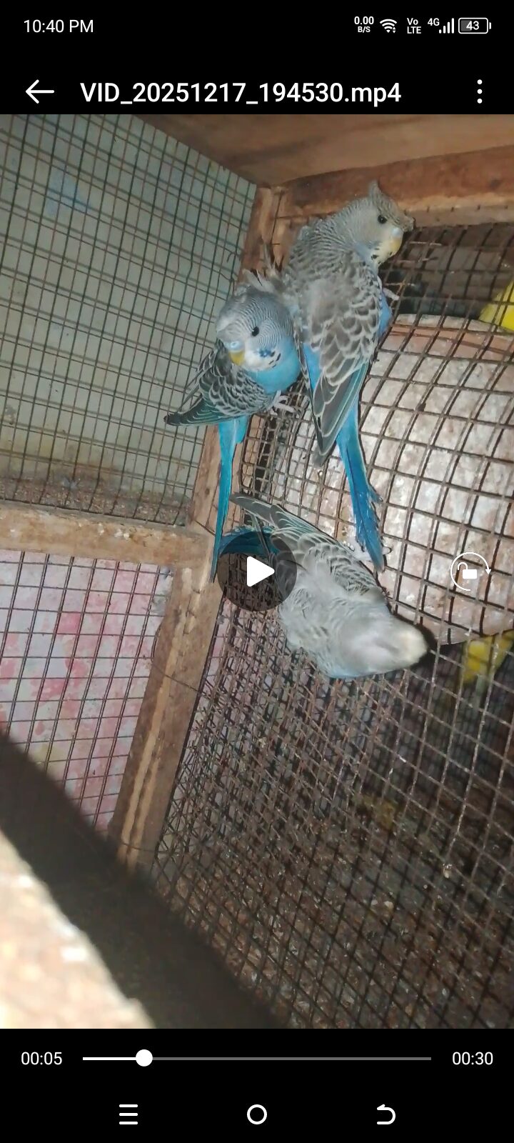 Hogoromo double flower full healthy hain 3 adad