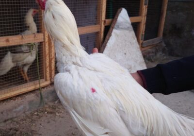 77c0afb4-ec62-4a6e-ad9c-b3708e1daa21