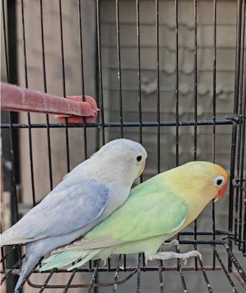 Parblue dilute into blue opline dilute pair