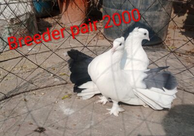 78e274a5-8751-415a-87cb-ae1b4606cf5c