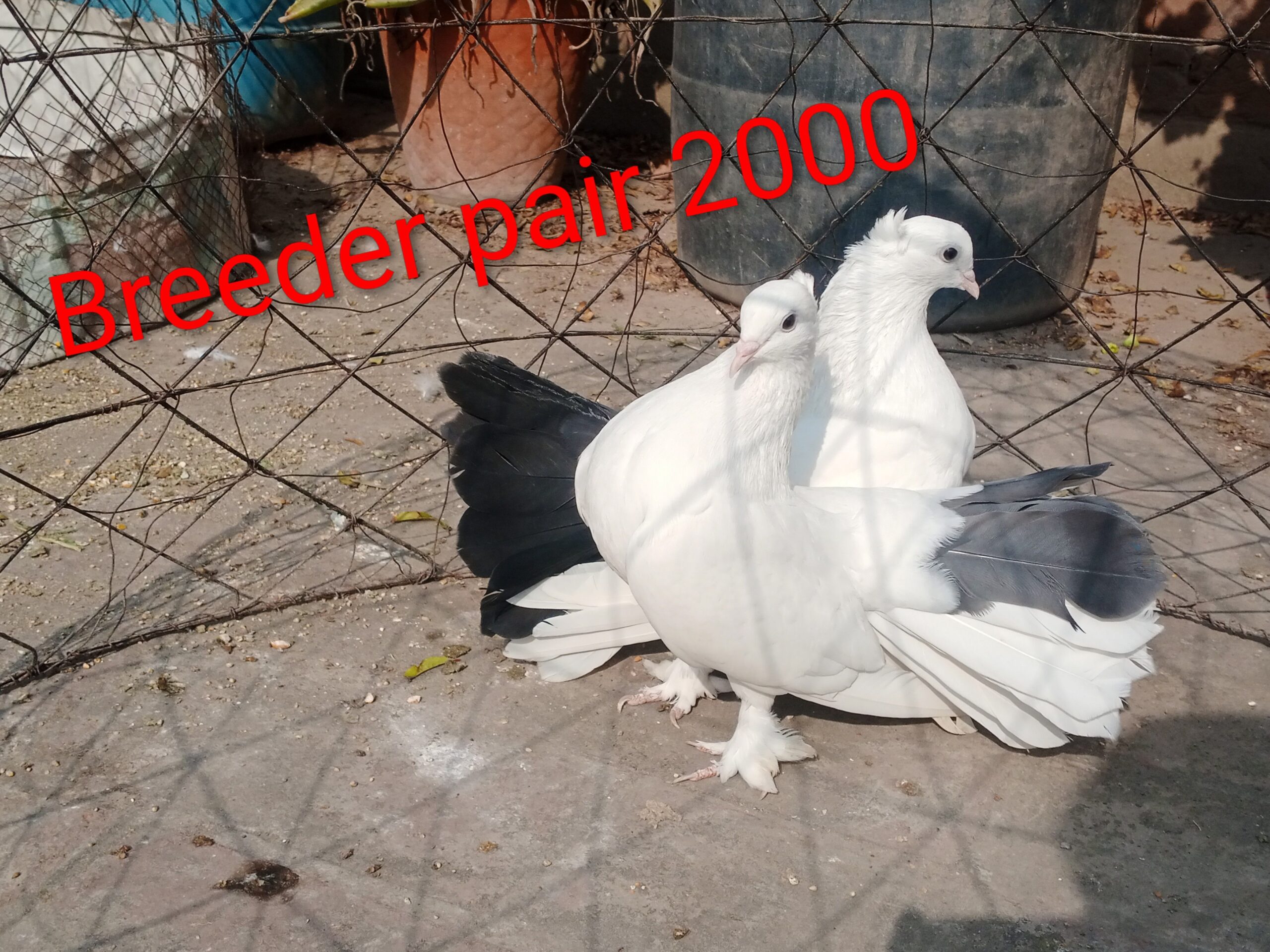 Lucky pigeon for sale