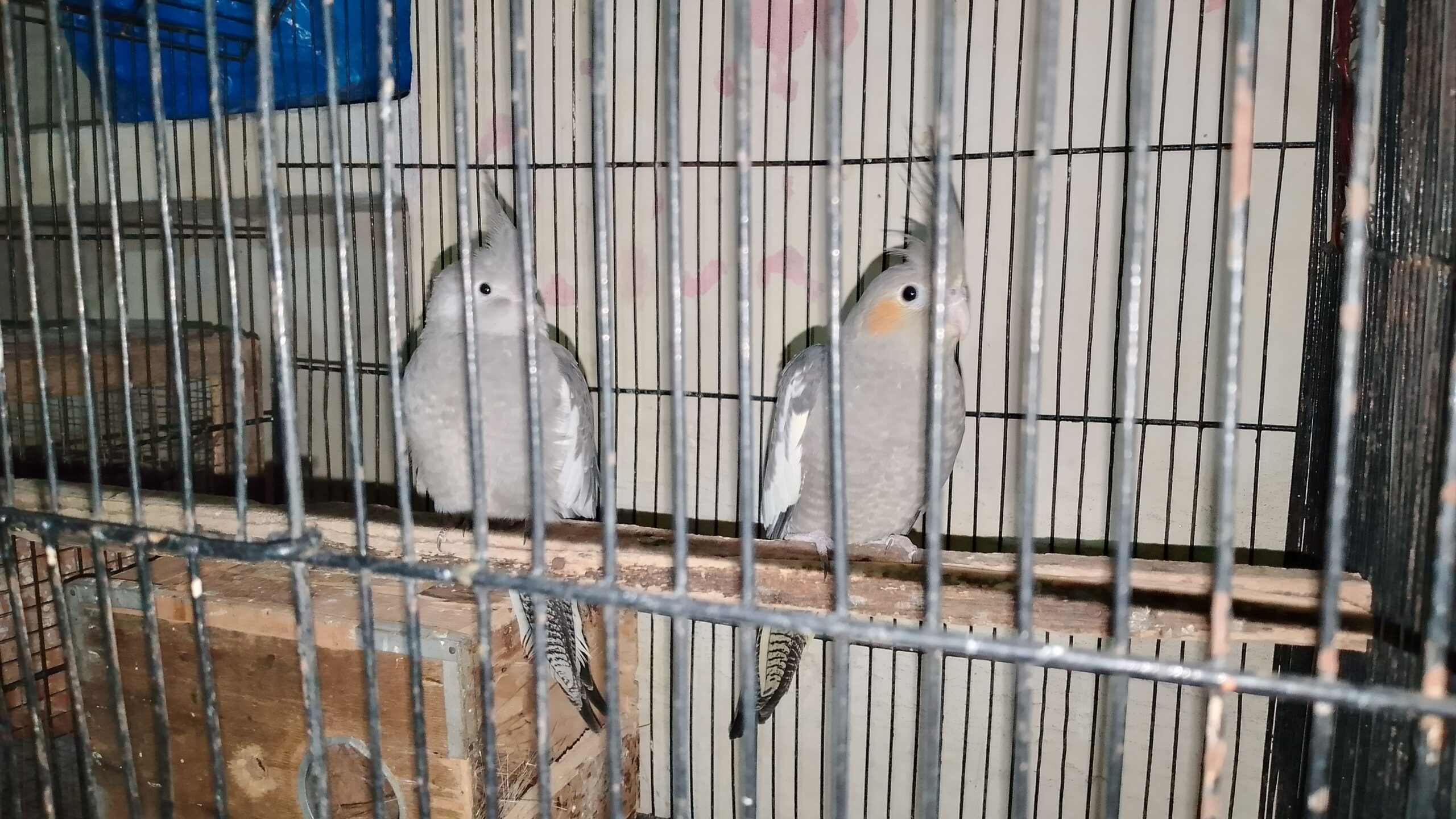 Pair Hain full healthy