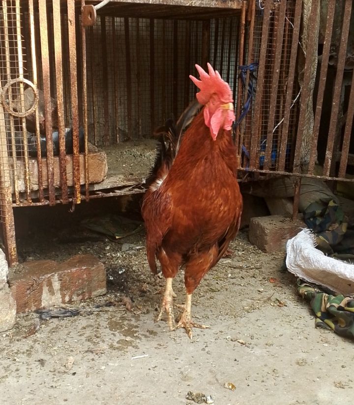 Golden misri