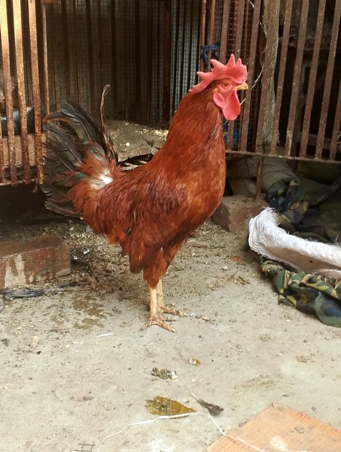 Golden misri