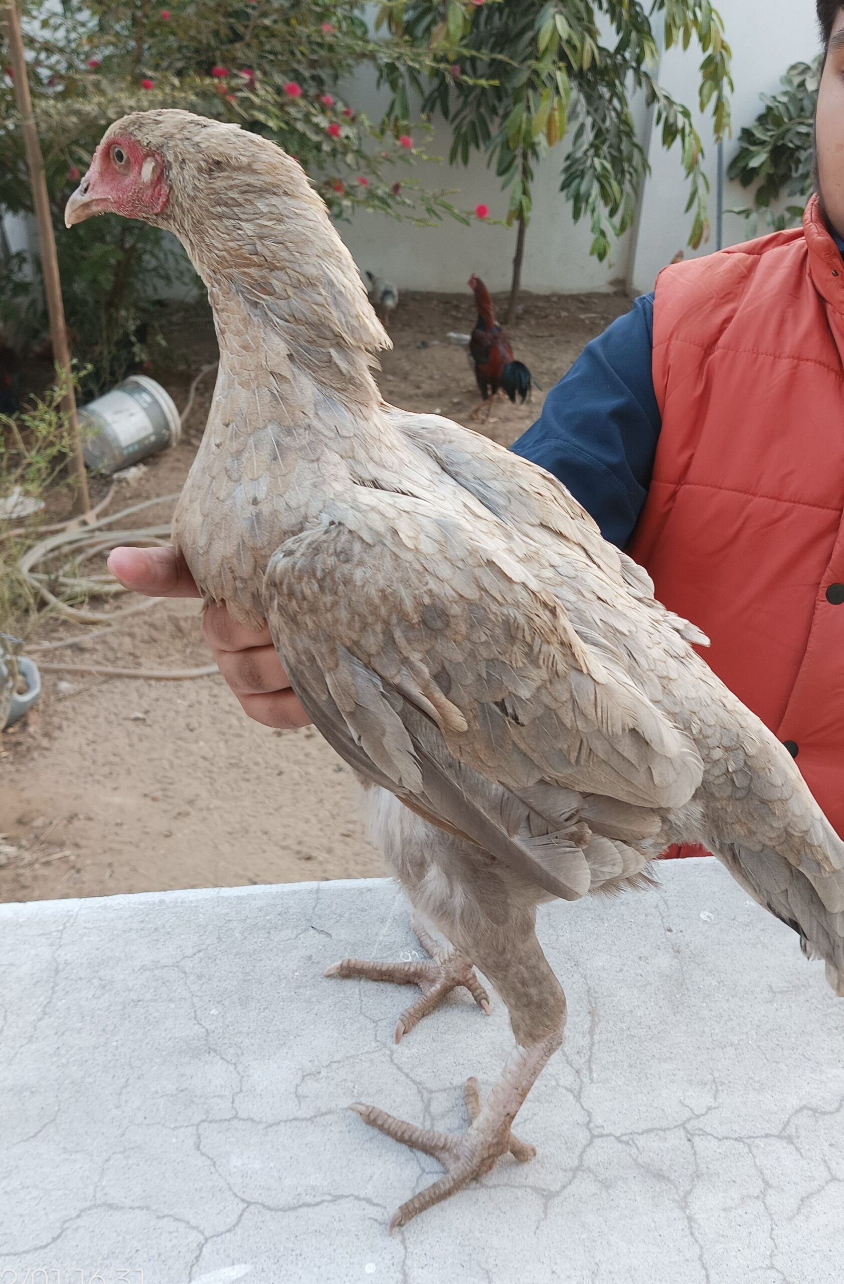 Aseel hen for sale