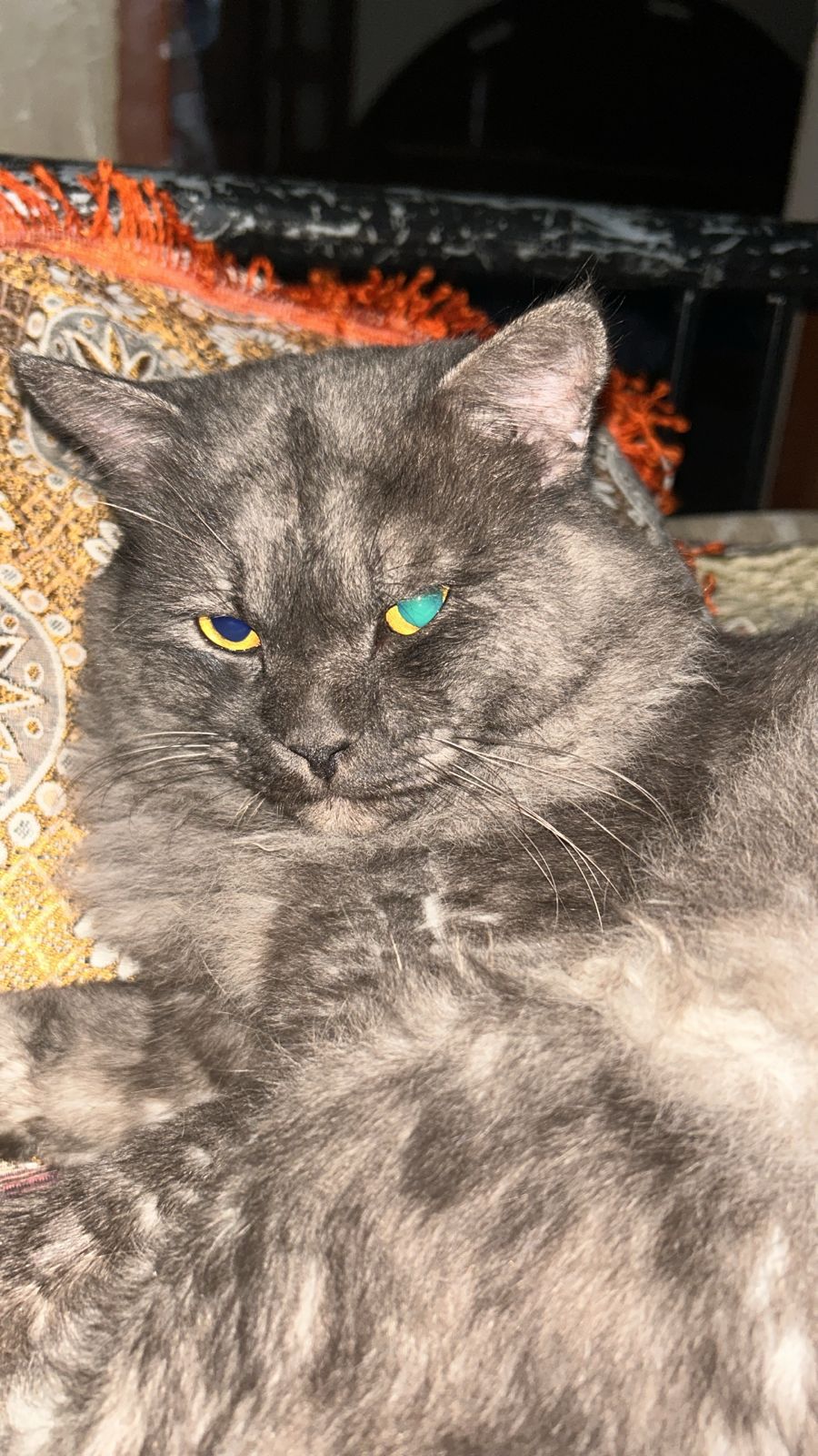 Persian Male triple code for sale